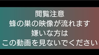 【閲覧注意】櫓崎不動尊で樹木の蜂の巣見つけた。  #青森市 久栗坂