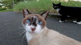 遊歩道で寝ていた野良猫をナデナデしようとしたら黒白の猫が割込んでモフられにきた