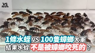 1條水蛭 VS 100隻蟑螂大軍 水蛭竟毫無招架之力《VS MEDIA》