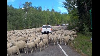 #236 Try to Count These Sheep! Herding on The Highway!