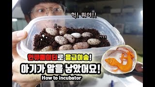 응급상황!!알을 부화장으로 옮겨라! 오졌고 지렸고 레릿고ㅋㅋ [정브르]/Leopard gecko breeding!