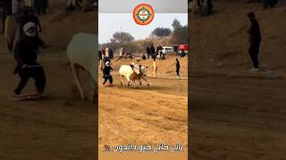 Bull Race 2024 In Pakistan #bullrace  #bulllovers #cow #youtubeshorts #shortvideo #gujarkhan