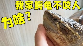 Why doesn't my snapping turtle bite?