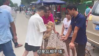 网红大叔痴迷于大型红狼犬，做到当地最大养殖场，年入10几万