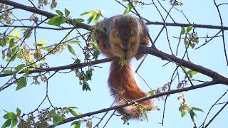 Fox squirrel (Sciurus niger) - Magee Marsh (USA Ohio) 11-5-2023