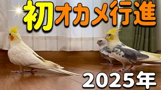 元気いっぱい!!初オカメ行進!vol.396#cockatiel #オカメインコ