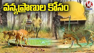 Animals in Telangana Forests Flock To Saucer Pits To Quench Thirst | Adilabad | V6 News