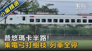 普悠瑪卡半路! 集電弓打樹枝 列車全停｜TVBS新聞 @TVBSNEWS02