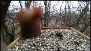 Mókusetető / Squirrel cam