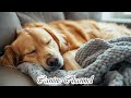 12 hours dog music relaxing music for dogs with anxiety separation anxiety relief music