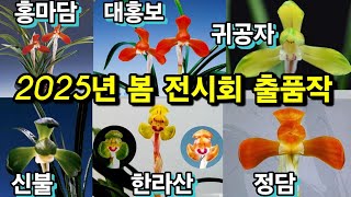 (화순) 난청솔 25/02/03(월) 한국춘란 판매 영상입니다. 상품 (한라산/일월화/홍마담/신불/대홍보/정담/금계녹호산반/귀공자) 8점 등록하였습니다.