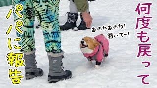 ドッグランで楽しいことがあると、逐一パパに報告に来る愛犬が可愛すぎた