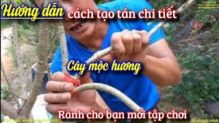 Hướng dẫn vít cành tạo tán cây mộc hương chi tiết cho bạn mới tập chơi