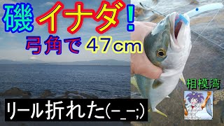 イナダ47cmが磯で釣れた！、自作の弓角でHit！！。リールが折れました(-_-;;)…2021年11月上旬,相模湾