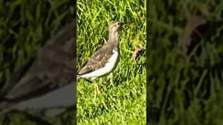 🔥多么可爱的鹬鸟 🔥 色彩美丽beautiful common sandpiper eating #sandpiper #Calgary #wildanimals #加拿大 #shorts