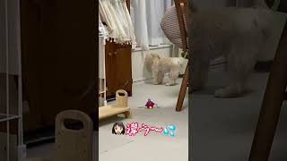 うるさい飼い主とマイペースすぎる犬のボール探し