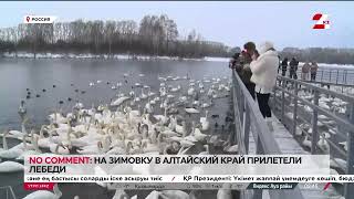 Лебеди прилетели на зимовку в Алтайский край