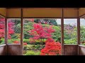 三室戸寺の紅葉 mimurotoji temple