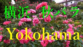 横浜の秋バラ 山下公園 港の見える丘公園 rose yokohama flower japan 4K 2022