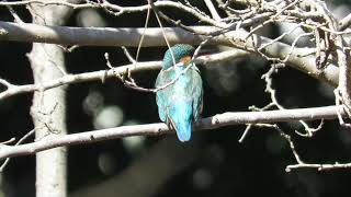 都立小金井公園のカワセミ ５ 　 2021.02.28  Kingfisher