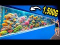 We Built A 1,500G Coral Reef!