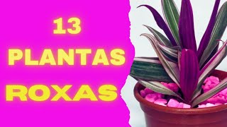 13 plantas com folhas roxas