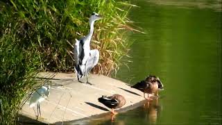 遊水地　水鳥　①　　コサギ・カルガモ・アオサギ・マガモ