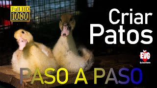 Como CRIAR PATOS en CASA | Consejos y Curiosidades