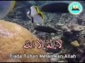 Zikir 20 Sifatullah ( Sifat Allah ) صفات الله