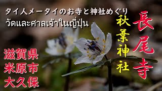 滋賀県米原市大久保の長尾寺　秋葉神社　セツブンソウがきれいに咲いていました