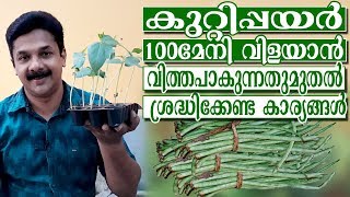 കുറ്റിപയർ കൃഷി രീതിയും പരിചരണവും | Payar Krishi Tips in Malayalam | Deepu Ponnappan