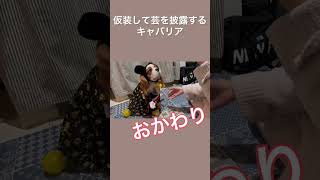 【キャバリア】仮装をして芸を披露する愛犬が可愛すぎる… #shorts