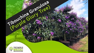 Tibouchina Granulosa   (Purple Glory Tree)