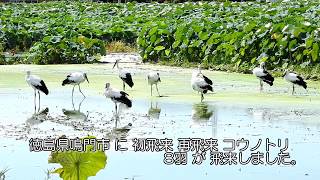 鳴門コウノトリ 2018/08/19 撮影 成長記録 徳島県鳴門市