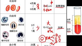 10602高一基礎生物3 1 15血液表格一禮