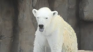 ”初ゆめ”こんな感じでした王子動物園のホッキョクグマ 2025年1月3日 9時05分〜14時15分