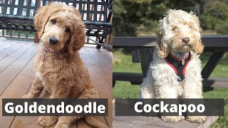 Goldendoodle vs Cockapoo | Detailed Comparison between these two dog breeds