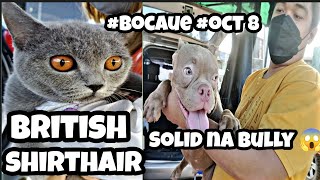 #Bocaue petmarket #mga British shorthair ni mam angel quality talaga #Lilac American Bully 😱🤩