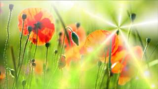 Фон для видеомонтажа Солнце и маки Sun\u0026Poppies Video Background