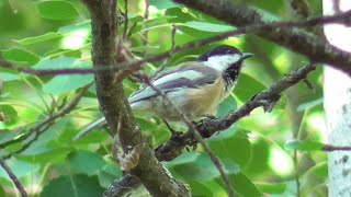 Chickadee compilation