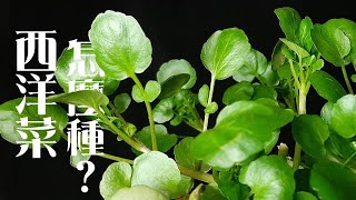 西洋菜Watercress怎麼種 | 三個重點種出爆盆西洋菜《葛斯怎麼種》18