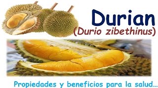 EL DURIAN | PROPIEDADES Y BENEFICIOS PARA LA SALUD