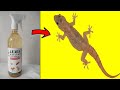 How To Get Rid of Lizards Permanently and Quickly at Home - Remove Lizards Naturally Fast