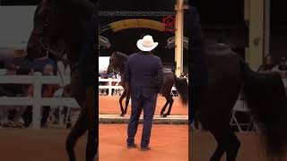 Jerarca de JH, Gran Campeón Paso Fino en el Miami Winter Paso Fino Show 2025