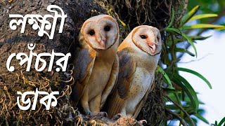 লক্ষ্মী পেঁচার ডাক 🦉Call of Barn Owl#prokretirsathe#birdsvideo #barnowl#birdsounds#birdscall#owlcall