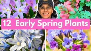 12 Perennials For EARLY Spring Blooms \u0026 Season Color || Budget Gardening