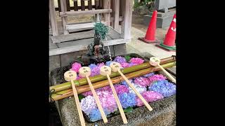 2021/06/13 藤森神社 紫陽花祭