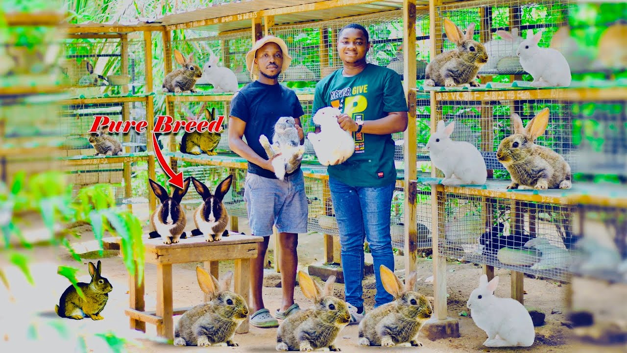 Biggest Rabbit Farm In The World At Mark Cox Blog