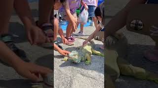 移動動物園で子どもたちに大人気！グリーンイグアナのウヴァです☀️