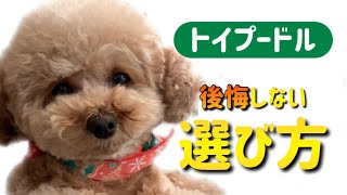 【後悔する前に】トイプードルの子犬を飼う前の注意点